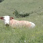 Bio-bauernhof 