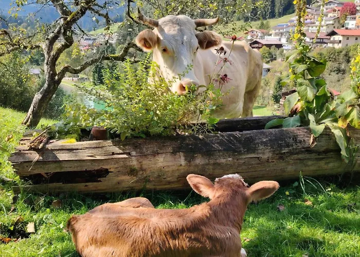 Bio-bauernhof Hecherhof Thiersee