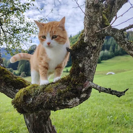 Appartement Bio-bauernhof 