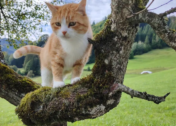 Apartamento Bio-bauernhof 